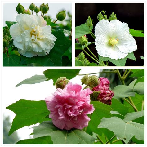 芙蓉是什麼花|芙蓉又叫什麼花